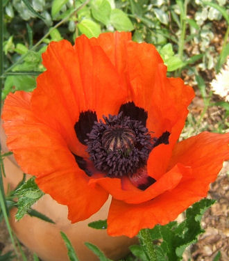 papaver orientale .jpg - 42697 Bytes